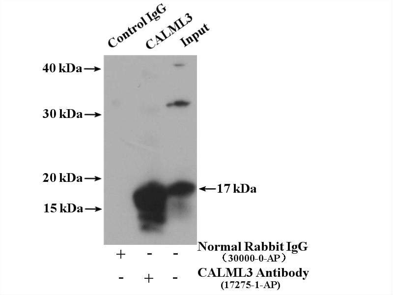 Immunoprecipitation (IP) experiment of A431 cells using CALML3 Polyclonal antibody (17275-1-AP)