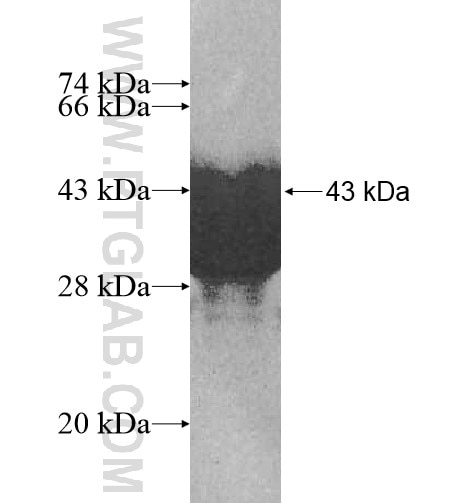 CALML3 fusion protein Ag11037 SDS-PAGE