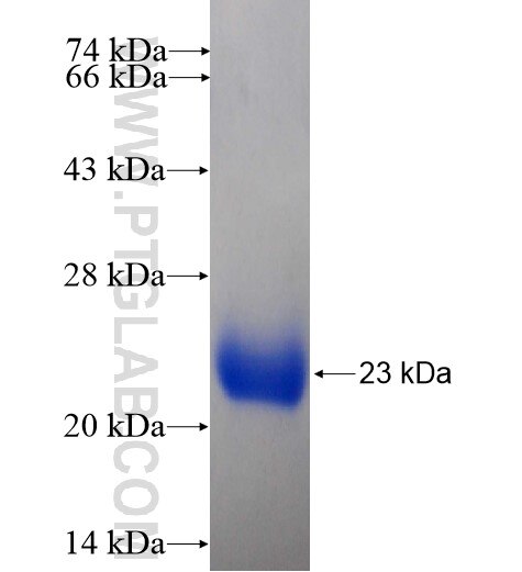 CALML3 fusion protein Ag11221 SDS-PAGE
