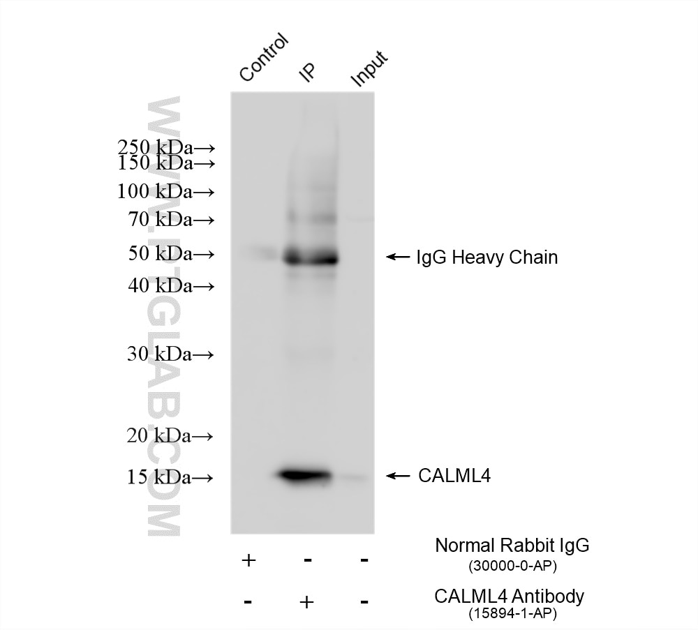 Immunoprecipitation (IP) experiment of mouse kidney tissue using CALML4 Polyclonal antibody (15894-1-AP)