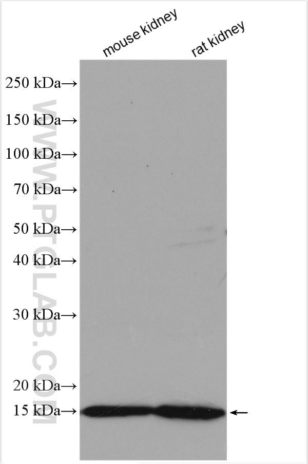 Western Blot (WB) analysis of various lysates using CALML4 Polyclonal antibody (15894-1-AP)