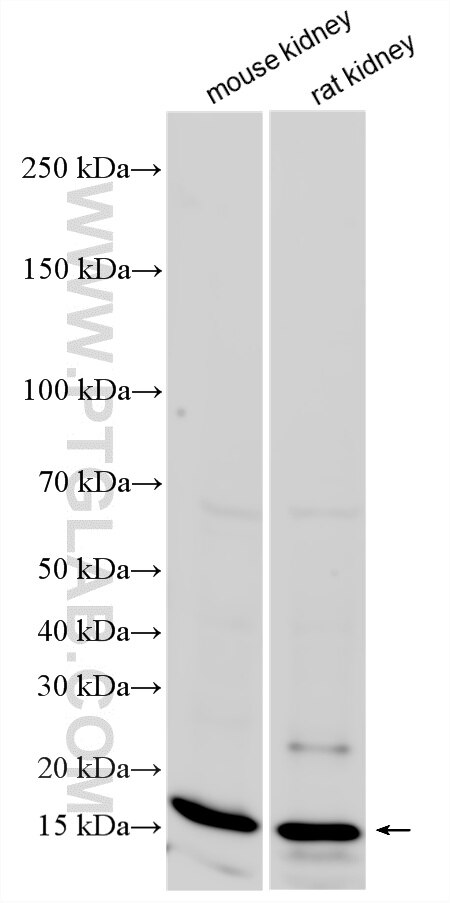 Western Blot (WB) analysis of various lysates using CALML4 Polyclonal antibody (15894-1-AP)