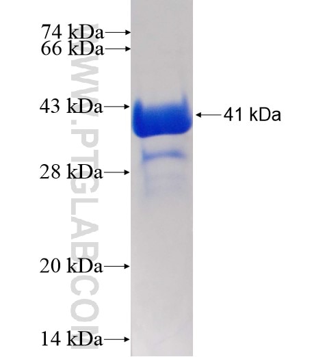 CALML4 fusion protein Ag8705 SDS-PAGE