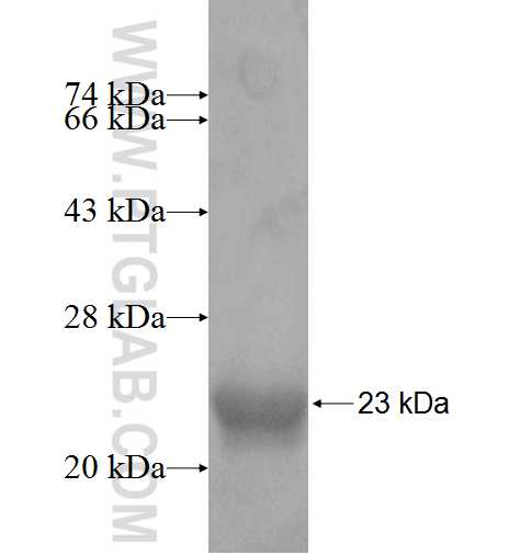 CALML4 fusion protein Ag8922 SDS-PAGE