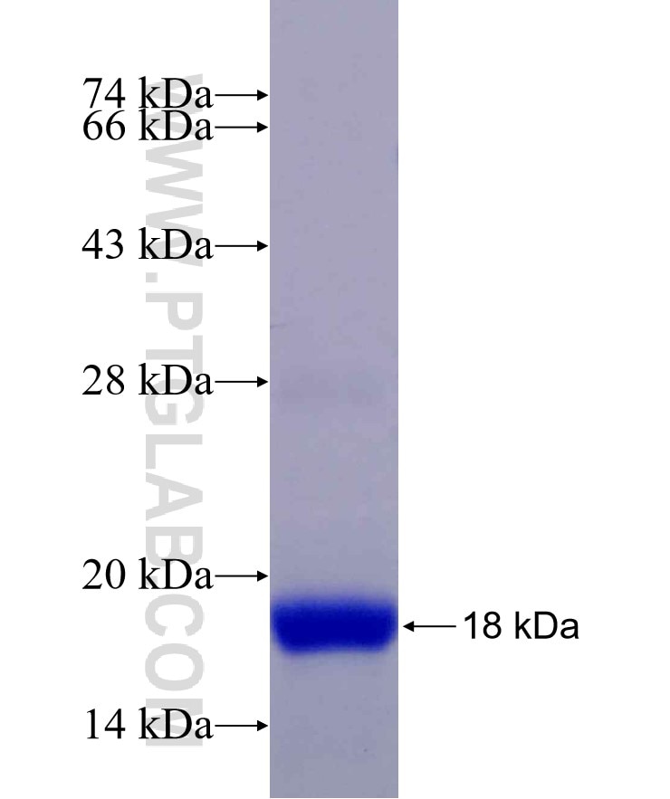 CALML5 fusion protein Ag29732 SDS-PAGE