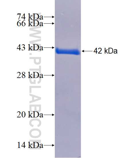 CALML5 fusion protein Ag3734 SDS-PAGE