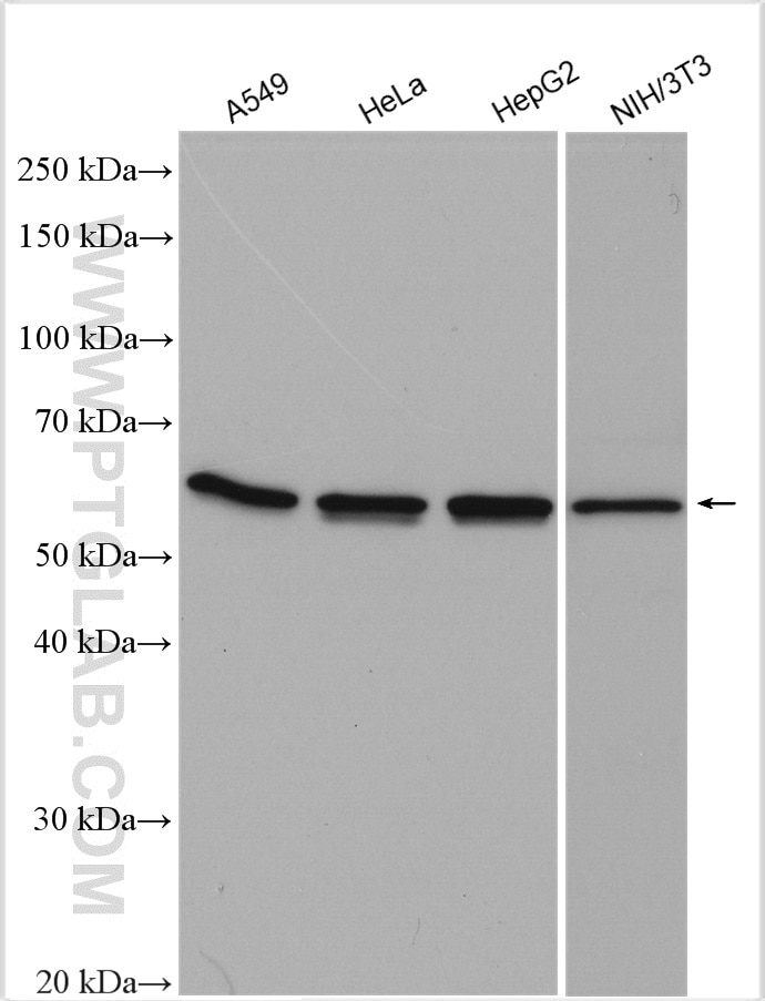 Western Blot (WB) analysis of various lysates using calreticulin Polyclonal antibody (10292-1-AP)