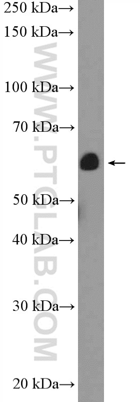 WB analysis of NIH/3T3 using 10292-1-AP