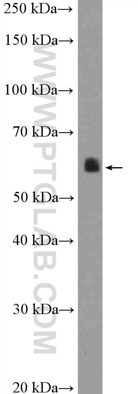 Western Blot (WB) analysis of mouse brain tissue using calreticulin Polyclonal antibody (10292-1-AP)