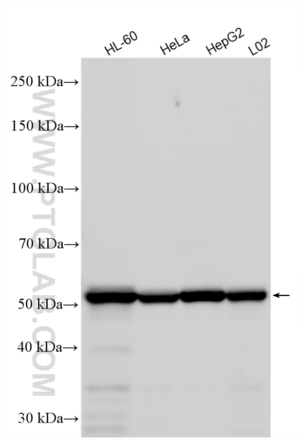 Various lysates were subjected to SDS PAGE followed by western blot with 10292-1-AP (calreticulin antibody) at dilution of 1:10000 incubated at room temperature for 1.5 hours. Western Blot (WB) analysis of various lysates using calreticulin Polyclonal antibody (10292-1-AP)