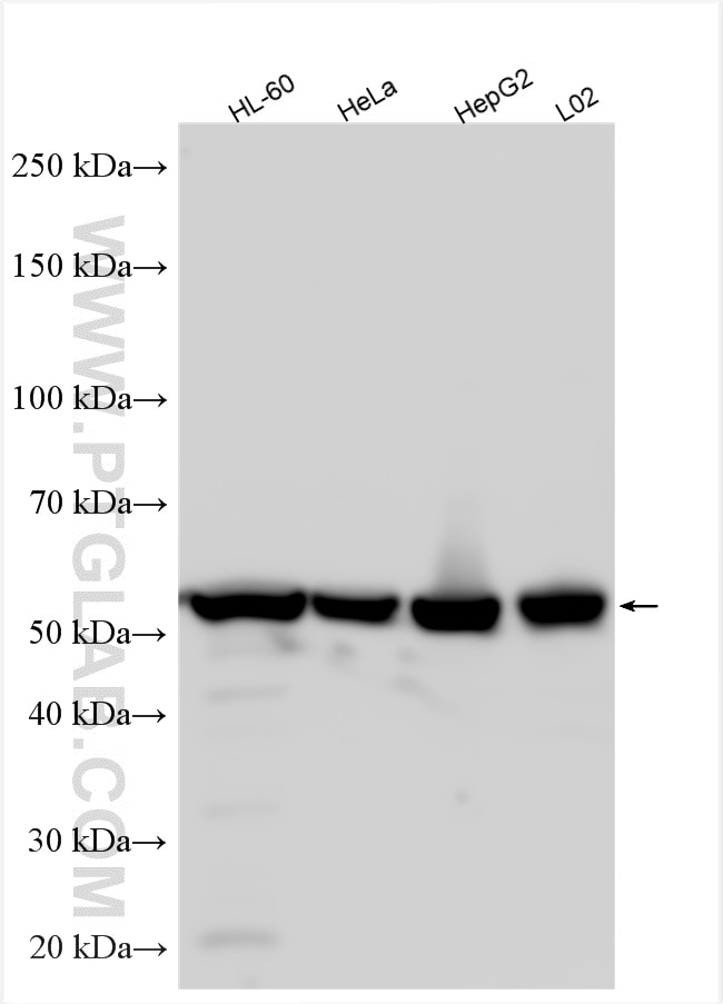 WB analysis using 10292-1-AP Western Blot (WB) analysis of various lysates using calreticulin Polyclonal antibody (10292-1-AP)