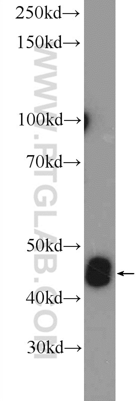 Western Blot (WB) analysis of mouse testis tissue using CALR3 Polyclonal antibody (17064-1-AP)