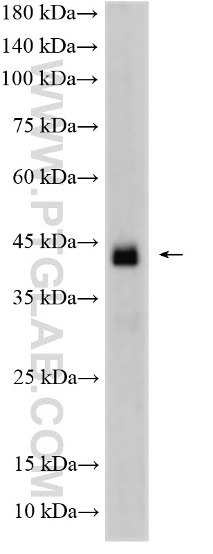 Western Blot (WB) analysis of mouse testis tissue using CALR3 Polyclonal antibody (17064-1-AP)