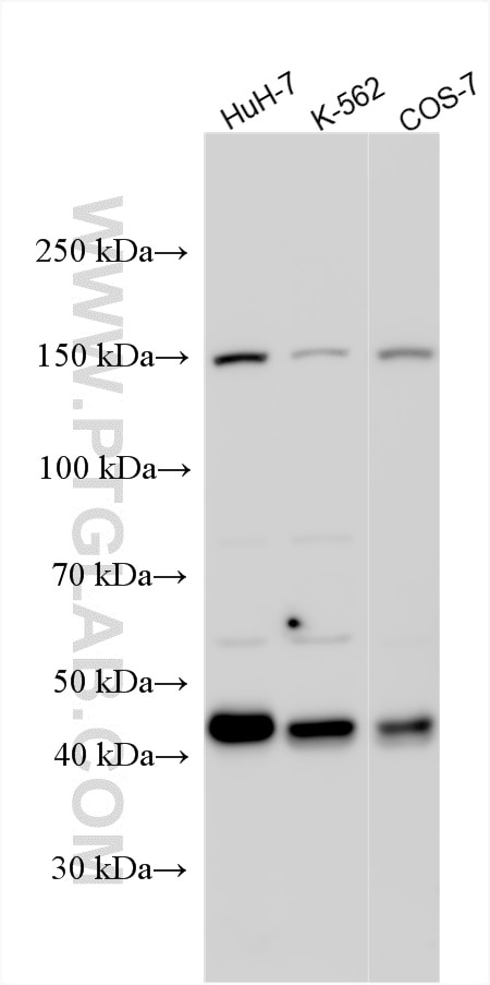 WB analysis using 17804-1-AP Western Blot (WB) analysis of various lysates using Calumenin Polyclonal antibody (17804-1-AP)