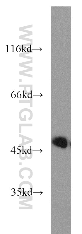 Western Blot (WB) analysis of K-562 cells using Calumenin Polyclonal antibody (17804-1-AP)