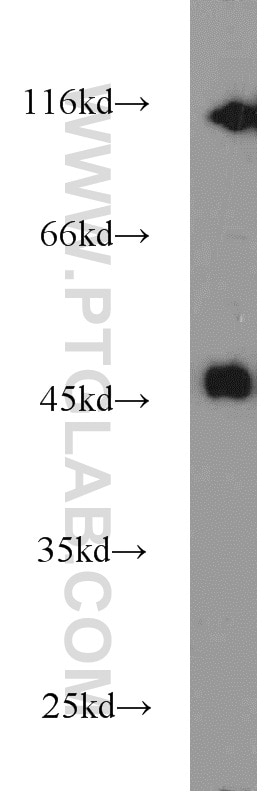 Western Blot (WB) analysis of HepG2 cells using Calumenin Polyclonal antibody (17804-1-AP)