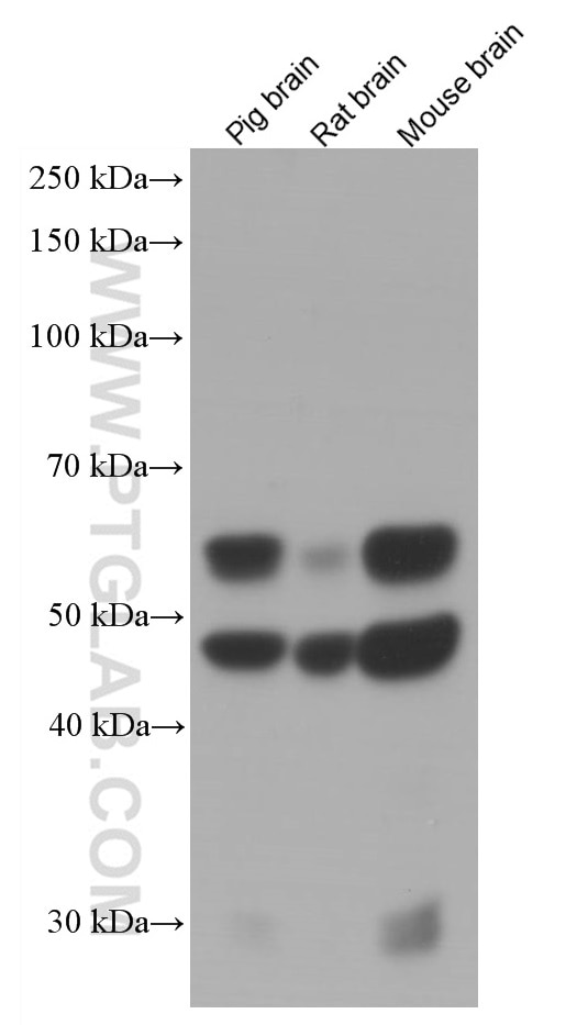 Western Blot (WB) analysis of various lysates using CAMK2 Monoclonal antibody (66843-1-Ig)