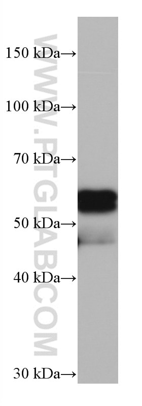 Western Blot (WB) analysis of mouse cerebellum tissue using CaMKII alpha Monoclonal antibody (66843-1-Ig)