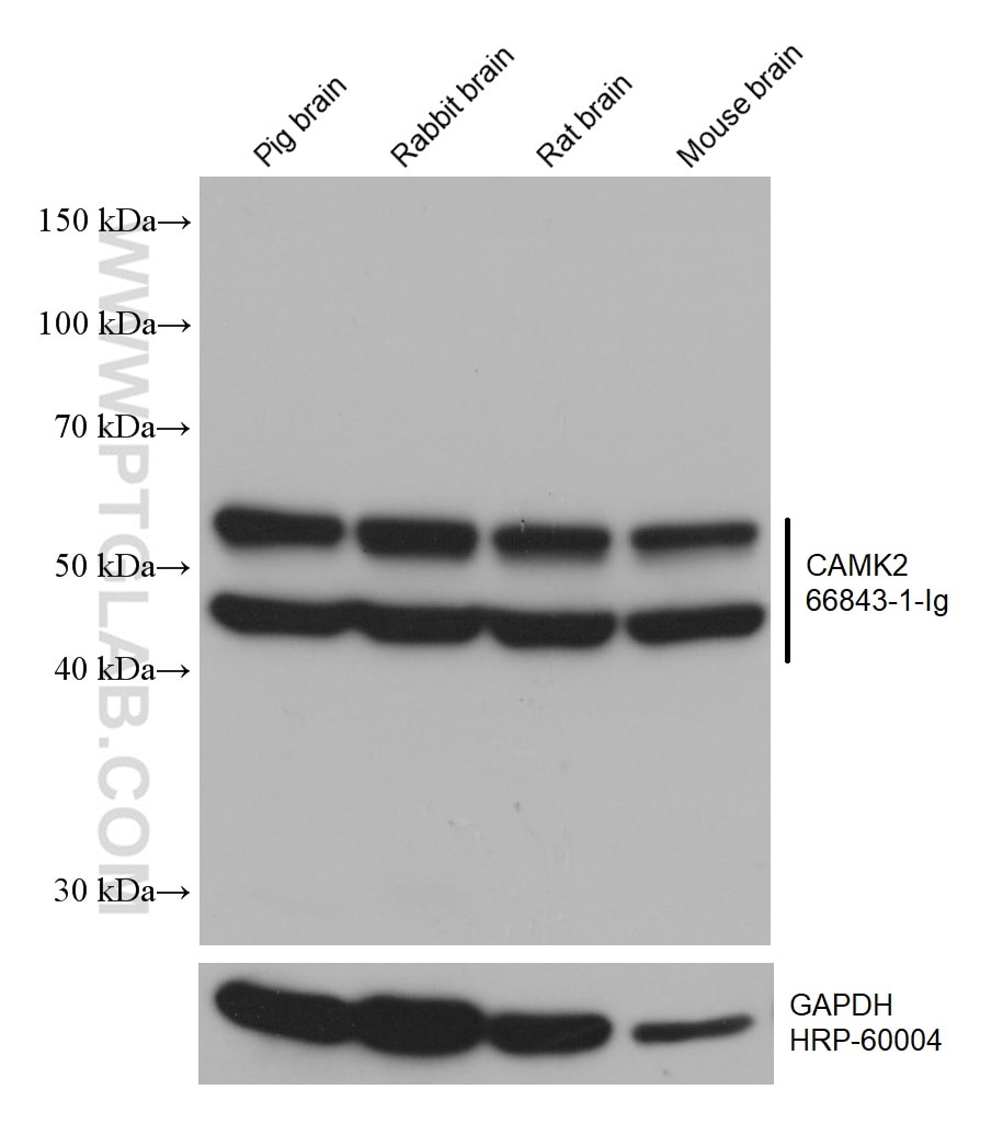 Western Blot (WB) analysis of various lysates using CAMK2 Monoclonal antibody (66843-1-Ig)