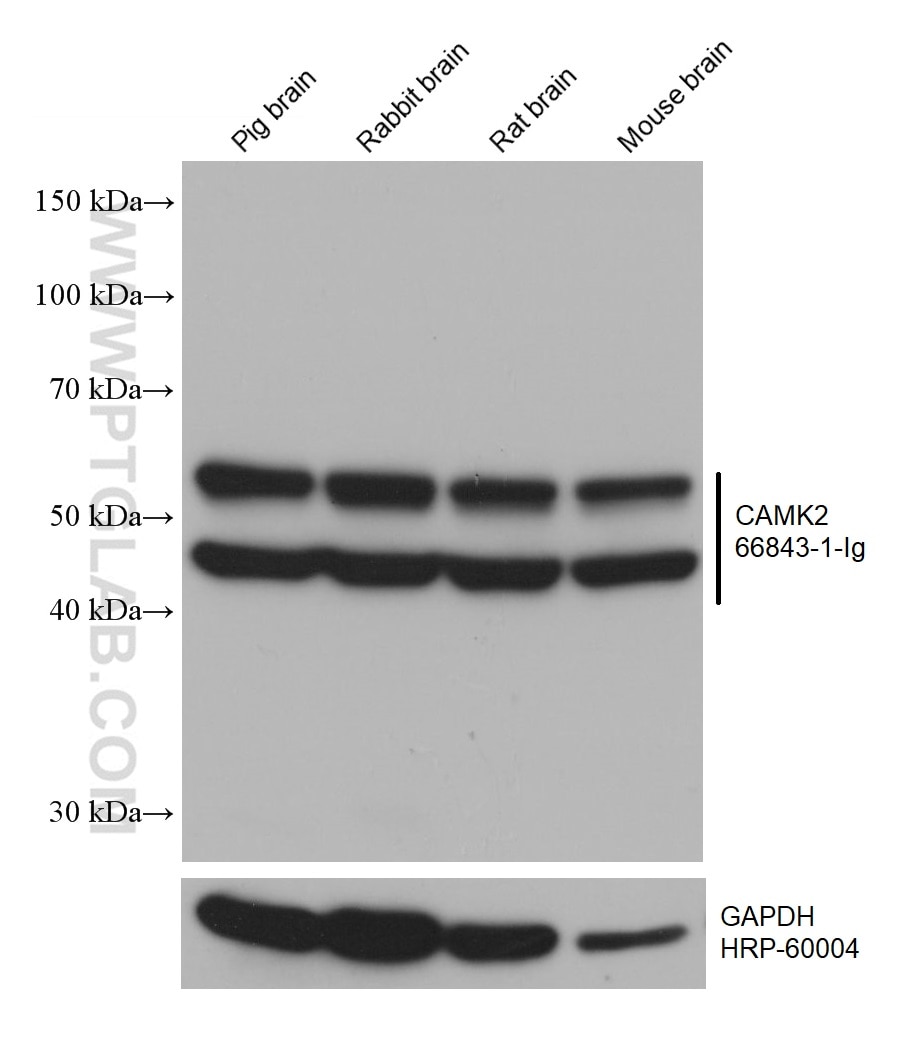 Western Blot (WB) analysis of various lysates using CaMKII alpha Monoclonal antibody (66843-1-Ig)