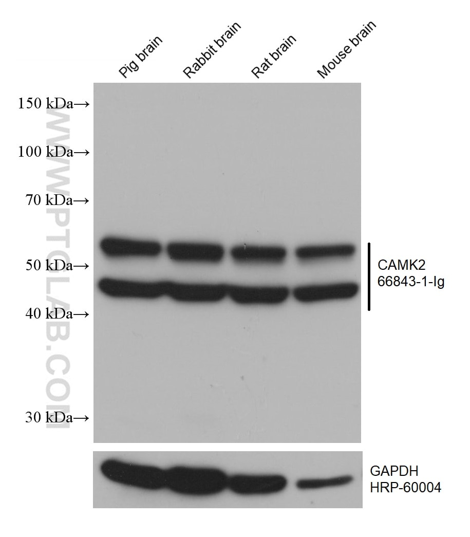 WB analysis using 66843-1-Ig