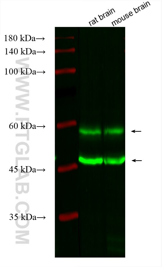 Western Blot (WB) analysis of various lysates using CoraLite® Plus 488-conjugated CAMK2 Monoclonal ant (CL488-66843)