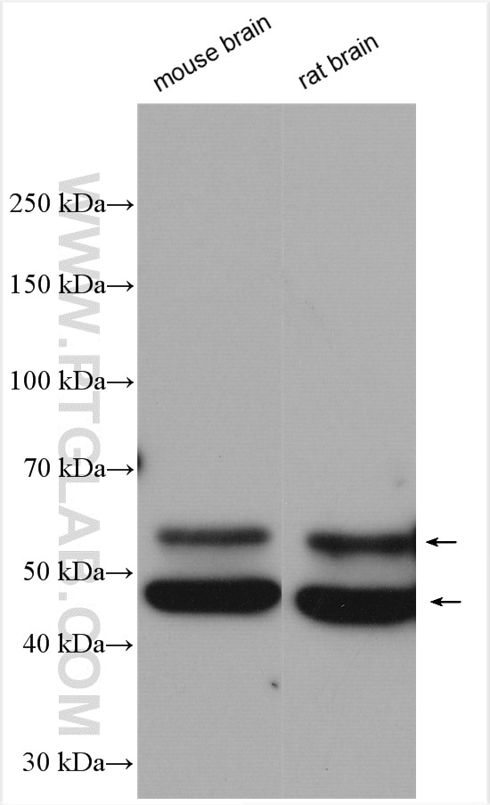 Western Blot (WB) analysis of various lysates using CAMK2 Polyclonal antibody (13730-1-AP)