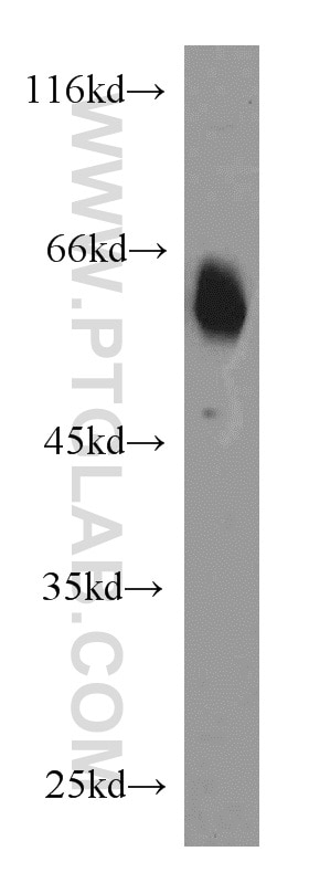 Western Blot (WB) analysis of mouse brain tissue using CaMKII gamma-Specific Polyclonal antibody (55140-1-AP)