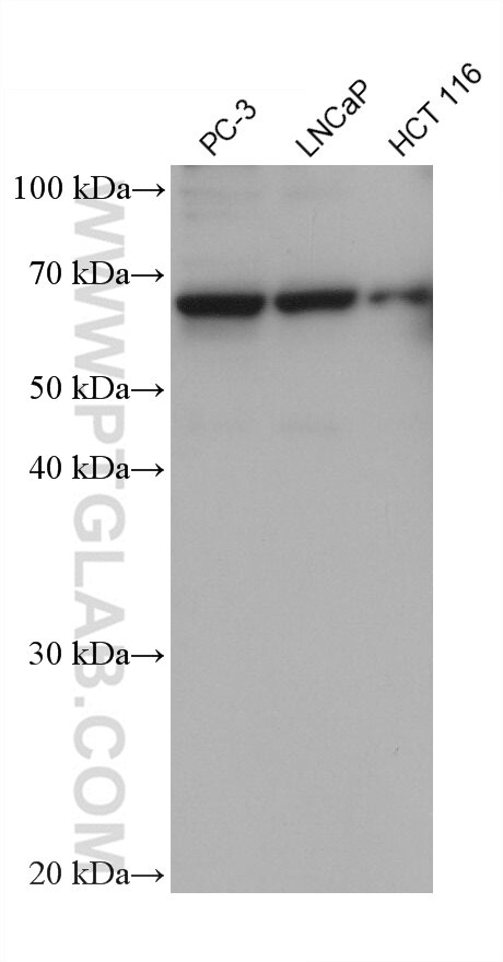 Western Blot (WB) analysis of various lysates using CAMK2G Monoclonal antibody (68519-1-Ig)