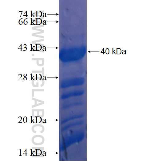 CAMK2G fusion protein Ag23180 SDS-PAGE