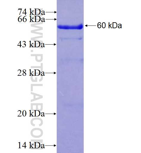 CAMK2G fusion protein Ag3348 SDS-PAGE