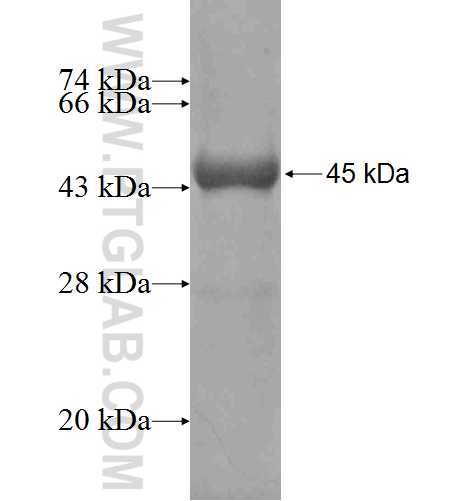 CAMKK1 fusion protein Ag4534 SDS-PAGE