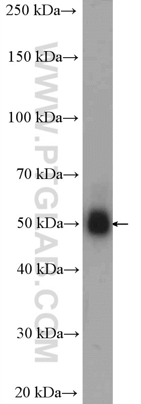 Western Blot (WB) analysis of PC-3 cells using CAMKV Polyclonal antibody (14788-1-AP)