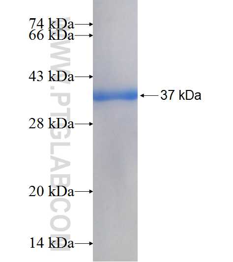CAMKV fusion protein Ag7009 SDS-PAGE