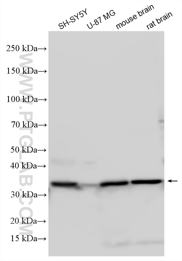 Various lysates were subjected to SDS PAGE followed by western blot with 23327-1-AP (CAMLG antibody) at dilution of 1:4000 incubated at room temperature for 1.5 hours. Western Blot (WB) analysis of various lysates using CAMLG Polyclonal antibody (23327-1-AP)