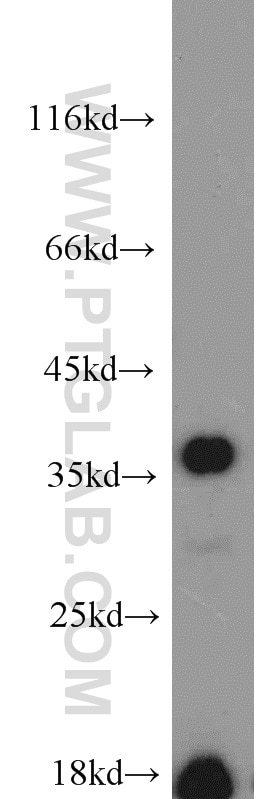 Western Blot (WB) analysis of mouse testis tissue using CAMLG Polyclonal antibody (23327-1-AP)