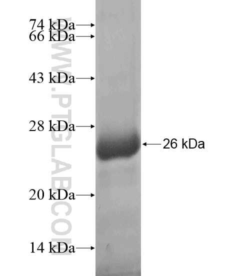 CAMLG fusion protein Ag19915 SDS-PAGE