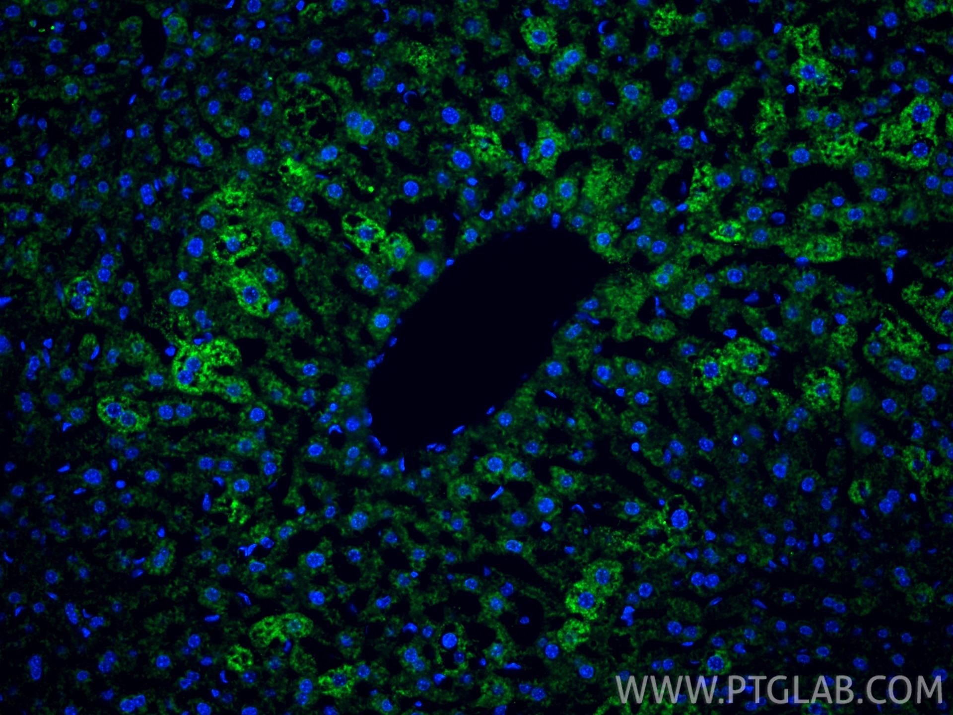 Immunofluorescence (IF) / fluorescent staining of mouse liver tissue using CAMP Polyclonal antibody (12009-1-AP)