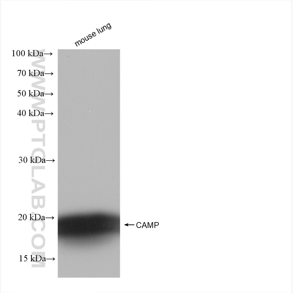 Western Blot (WB) analysis of mouse lung tissue using CAMP Recombinant antibody (82940-1-RR)