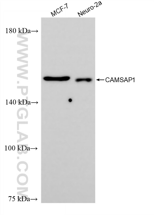 Western Blot (WB) analysis of various lysates using CAMSAP1 Recombinant antibody (83864-1-RR)