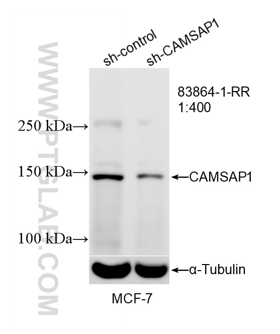 Western Blot (WB) analysis of MCF-7 cells using CAMSAP1 Recombinant monoclonal antibody (83864-1-RR)