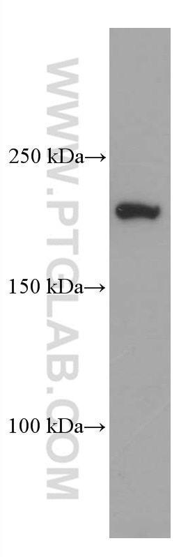 Western Blot (WB) analysis of HEK-293 cells using CAMSAP2 Monoclonal antibody (66463-1-Ig)