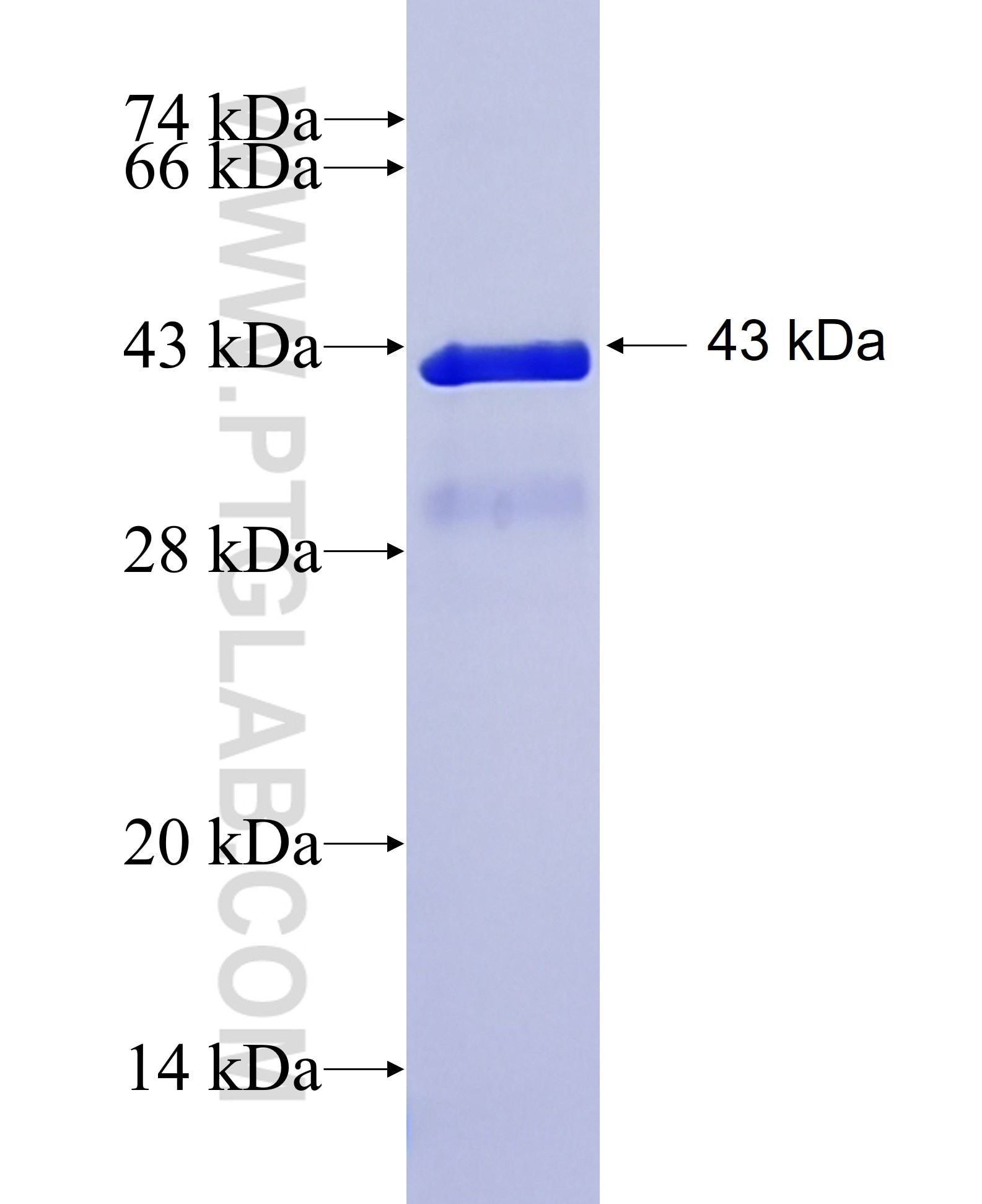 CAMTA1 fusion protein Ag26768 SDS-PAGE