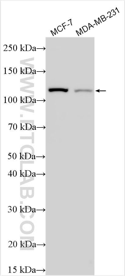 Western Blot (WB) analysis of various lysates using CAND1 Polyclonal antibody (32282-1-AP)