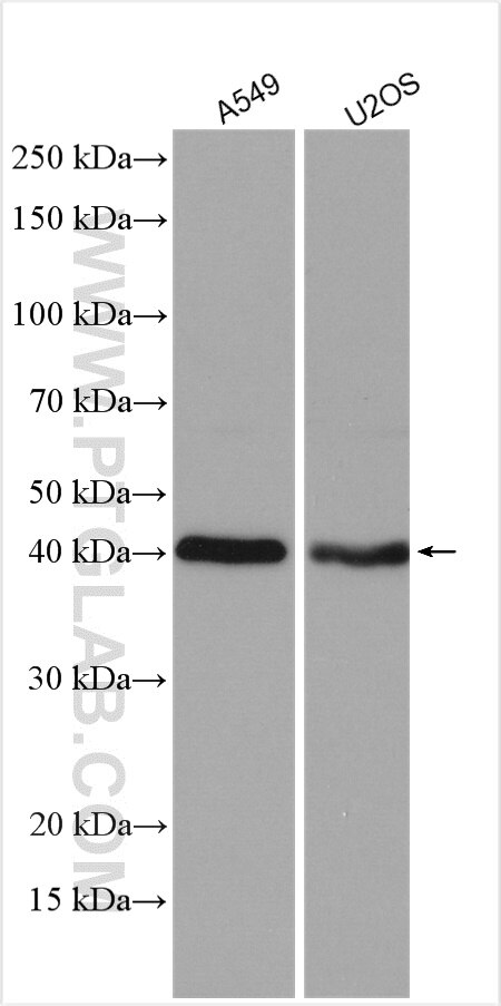 Western Blot (WB) analysis of various lysates using CANT1 Polyclonal antibody (12164-1-AP)