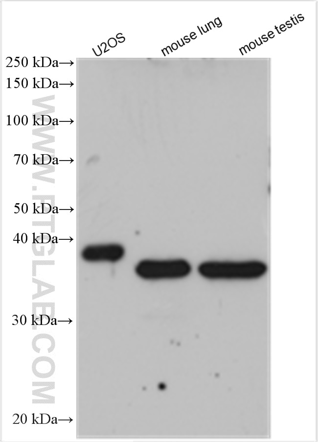 Western Blot (WB) analysis of various lysates using CANT1 Polyclonal antibody (12164-1-AP)