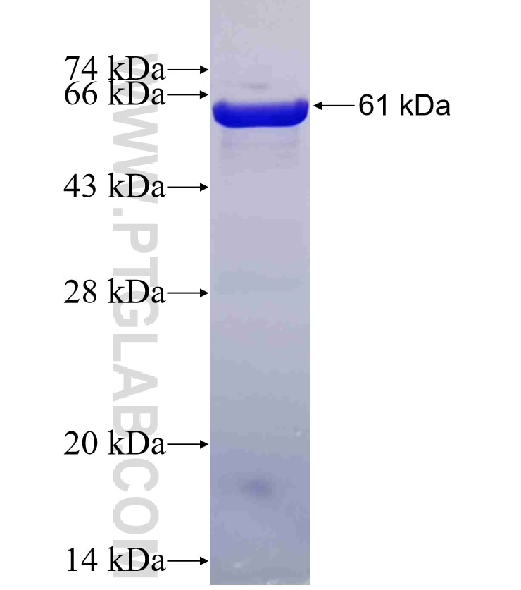 CANT1 fusion protein Ag2805 SDS-PAGE