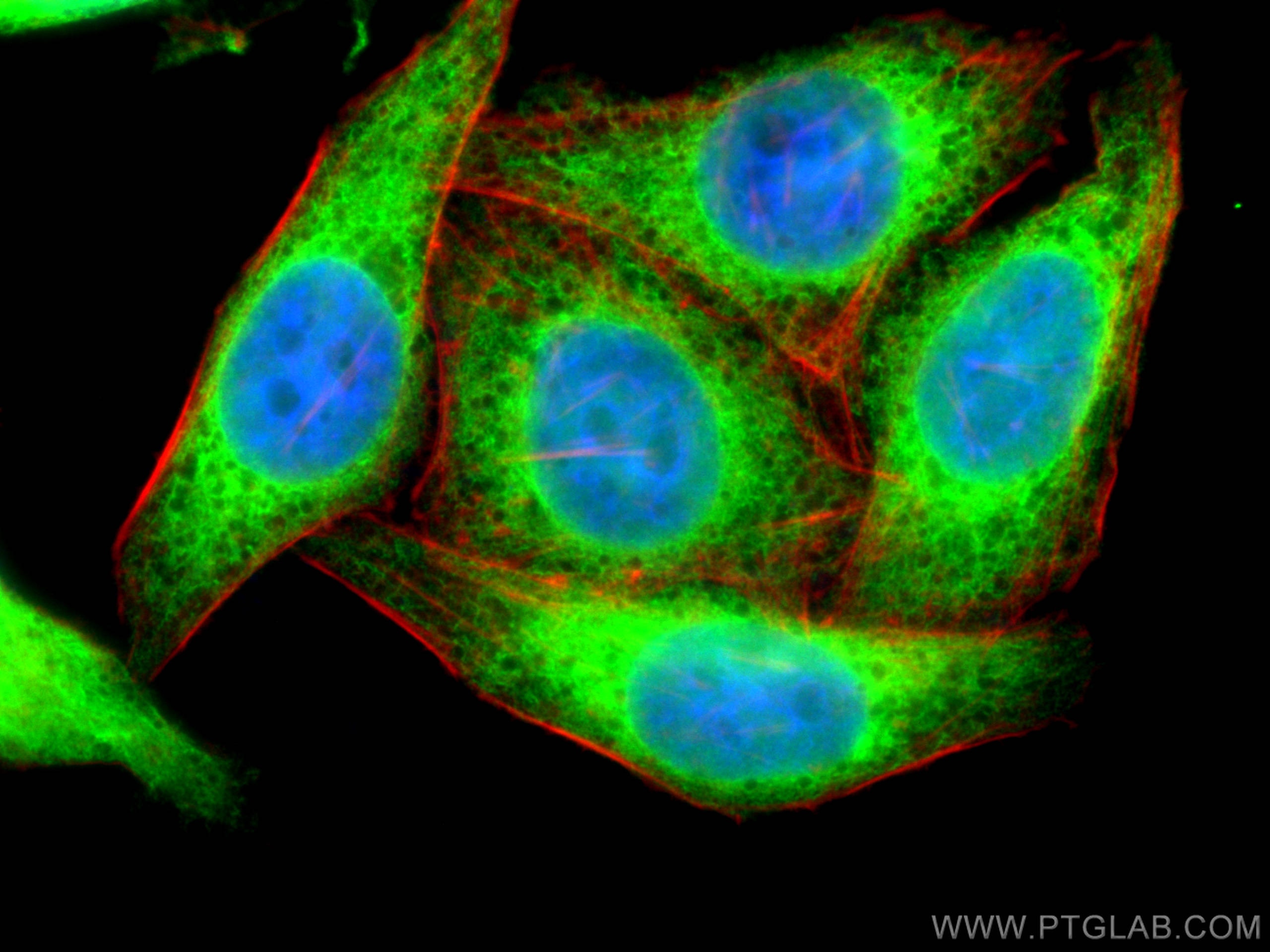 Immunofluorescence (IF) / fluorescent staining of HepG2 cells using Calnexin Polyclonal antibody (10427-2-AP)