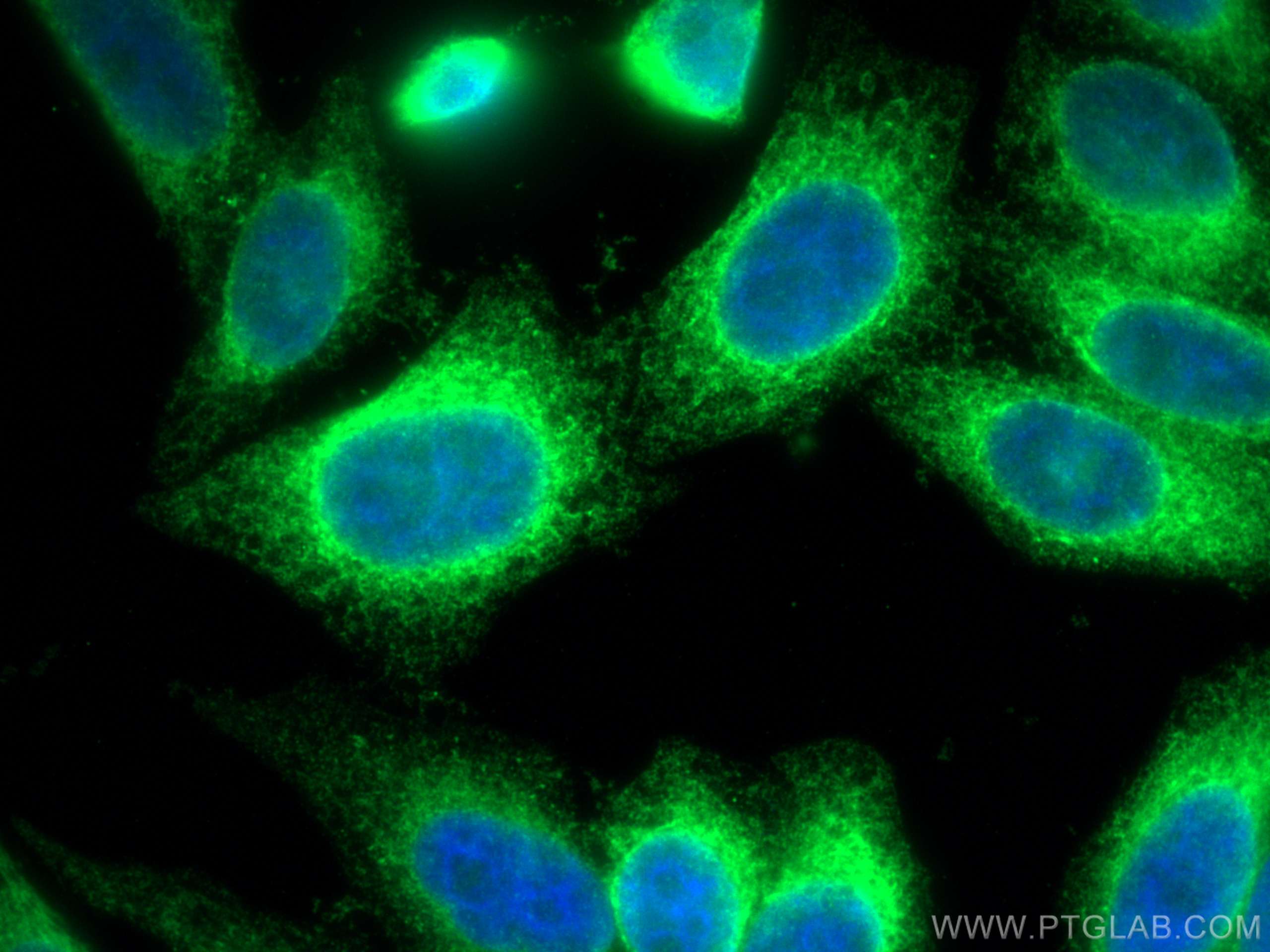 Immunofluorescence (IF) / fluorescent staining of HepG2 cells using Calnexin Polyclonal antibody (10427-2-AP)