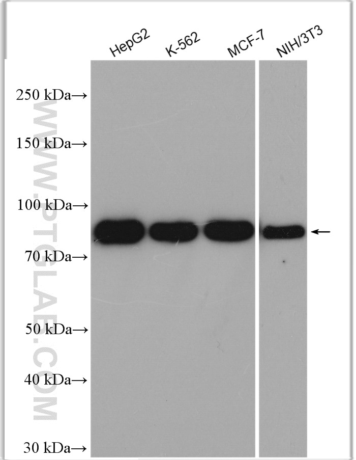 Western Blot (WB) analysis of various lysates using Calnexin Polyclonal antibody (10427-2-AP)